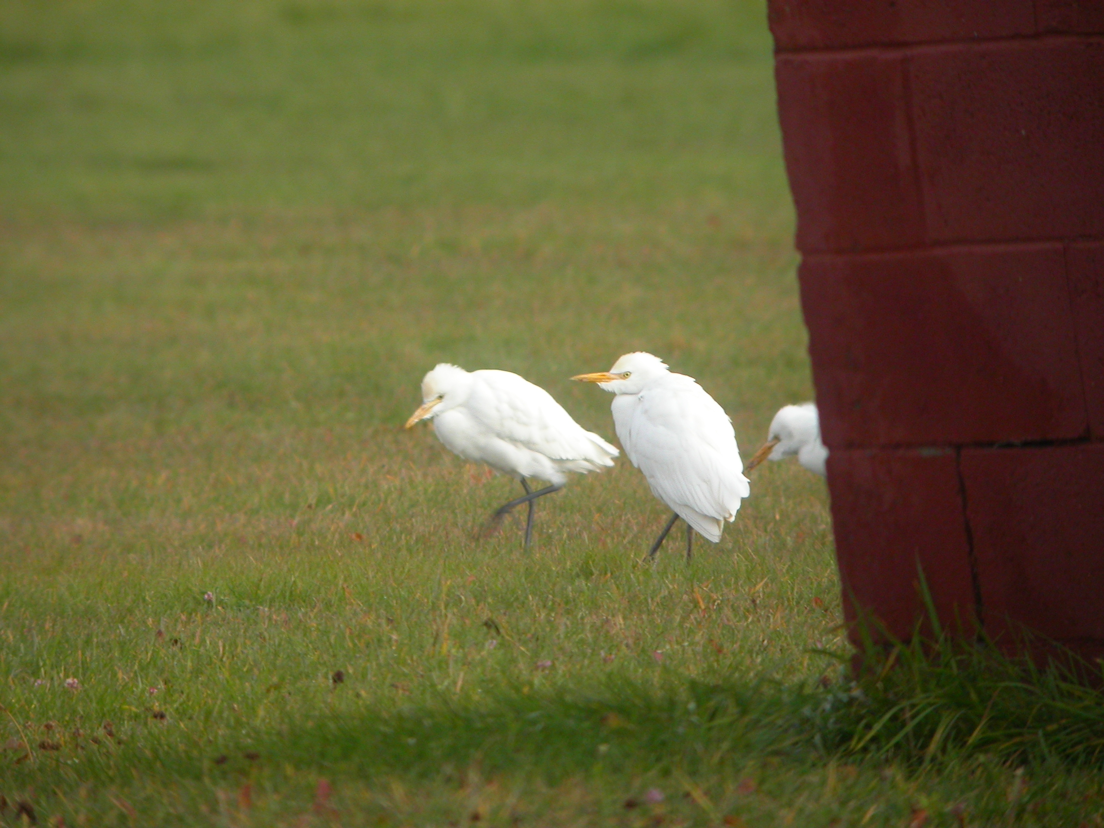 James W. Lind. Digiscoped with Nikon Coolpix 4500 and Leica Televid 77 mm